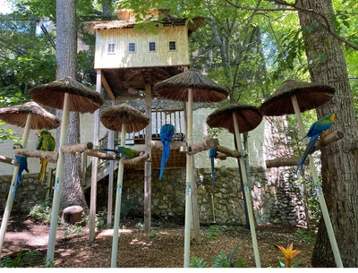 parrot mountain - unique things to do in pigeon forge