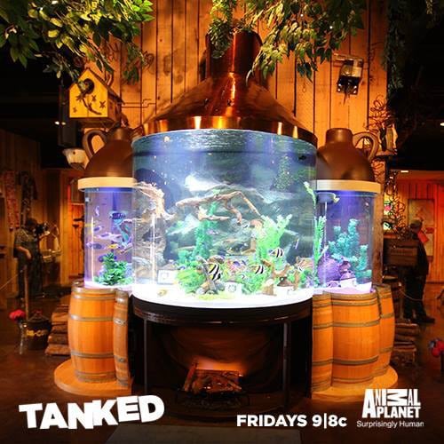 hatfield mccoy moonshine aquarium fish tank