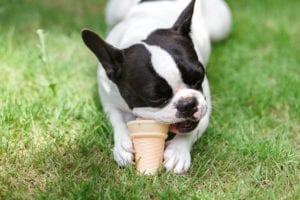 A dog eating an ice cream cone.