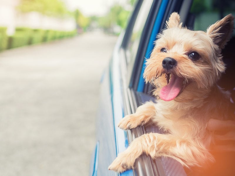 A happy dog sticking his head out of a car window.