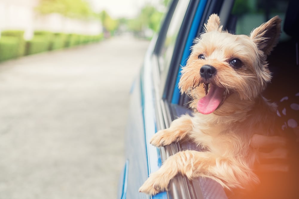 A happy dog sticking his head out of a car window.