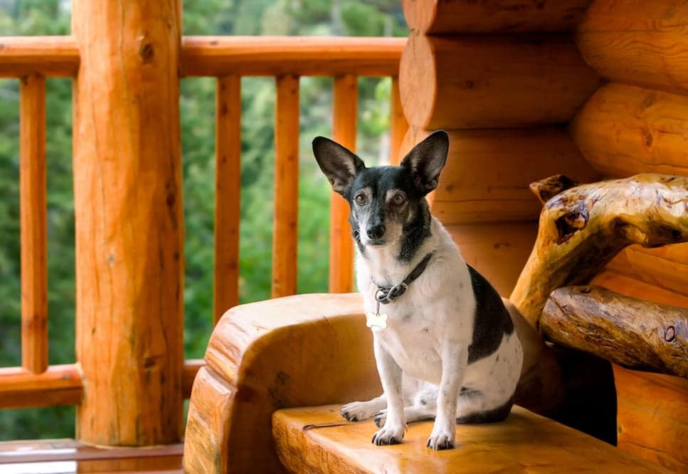 Top 7 Dog Friendly Places in Pigeon Forge