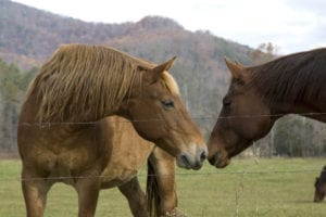two horses in the smoky mountains