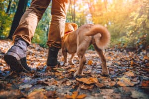 dog walking in the woods with owner